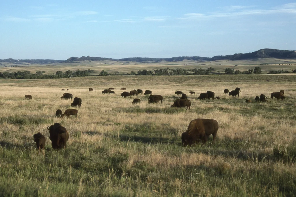 a photo of buffalo in the Nebraska Sandhills